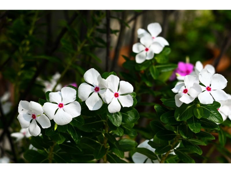 Madagascar periwinkle white flower pink center drought resistance 