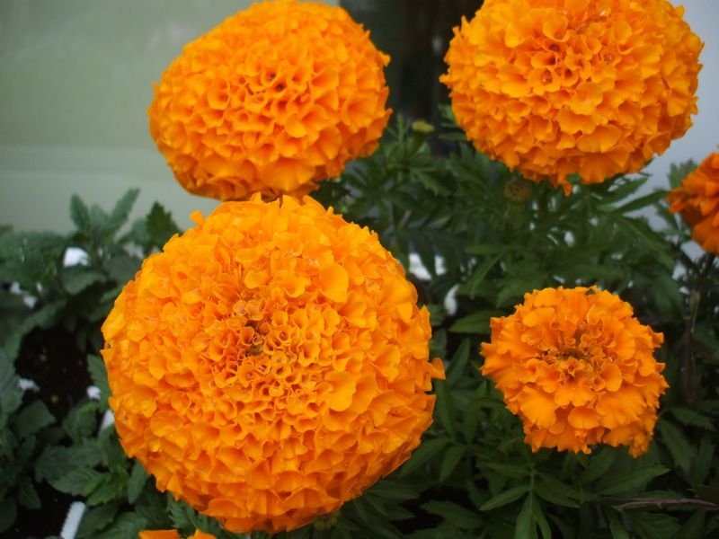 Marigold - balls shaped pom pom like flowers