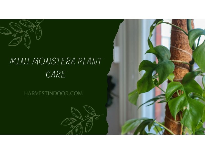 Mini Monstera Plant Care