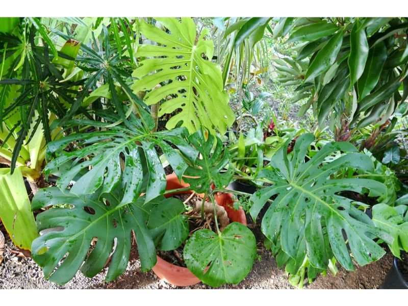 Most Expensive Monstera Plants - Variegated Sweet Cheese Plant (Monstera deliciosa ‘Albo Variegata’)