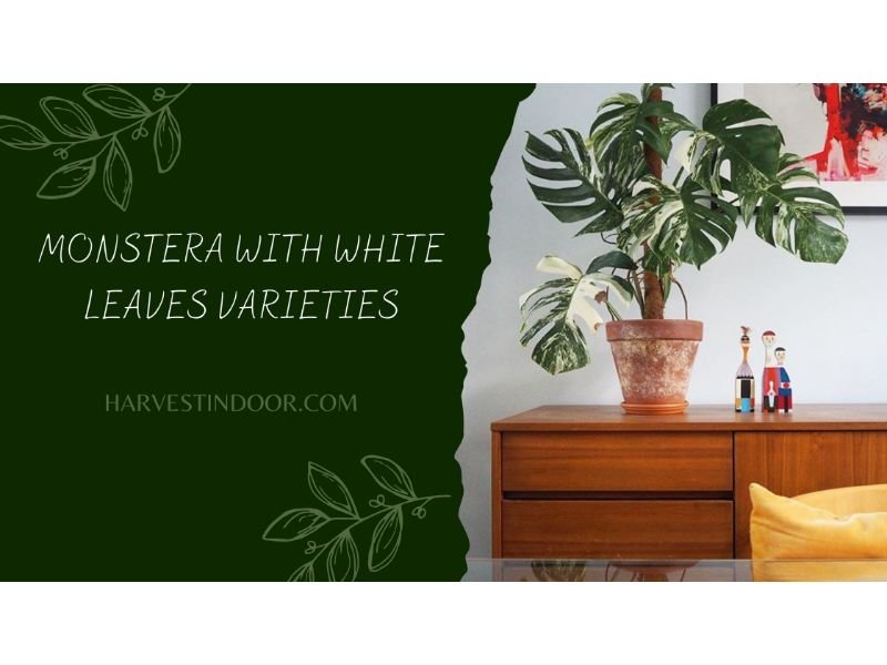 Monstera with White Leaves Varieties