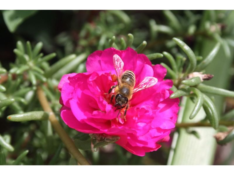 Moss Rose vs Purslane The Absolute differences