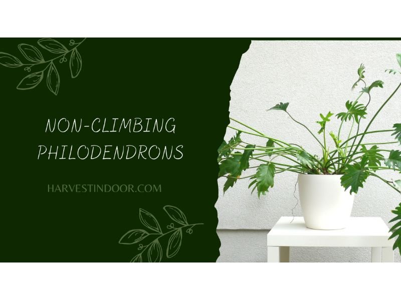 Non-climbing Philodendrons
