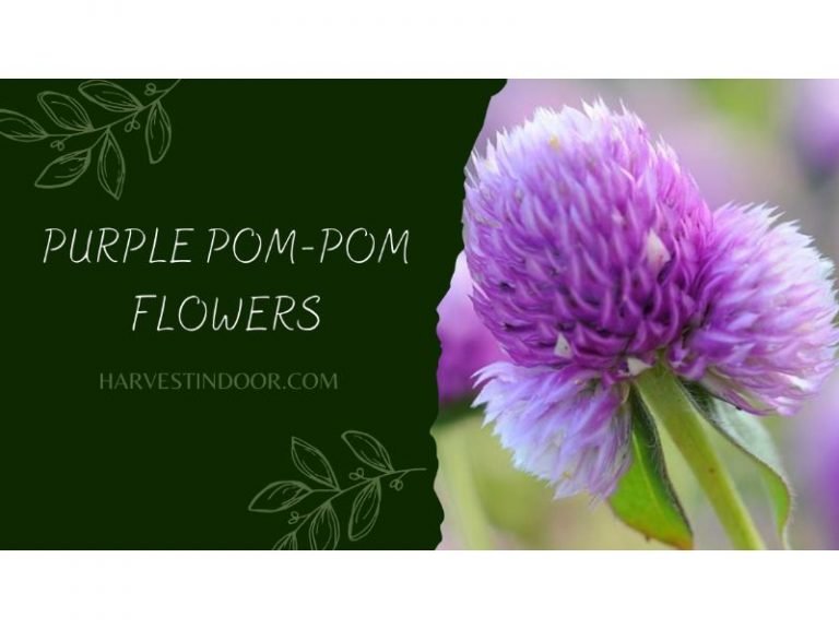 Purple Pom-pom Flowers