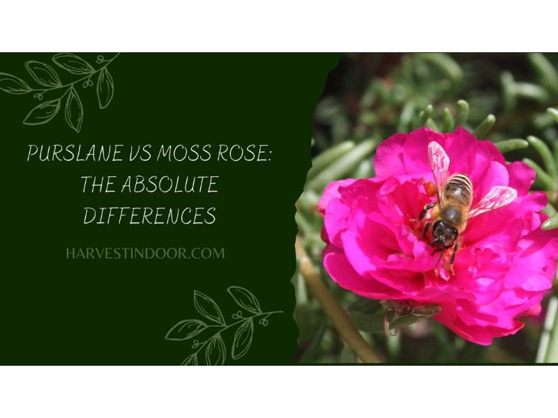 Purslane Vs Moss Rose The Absolute differences