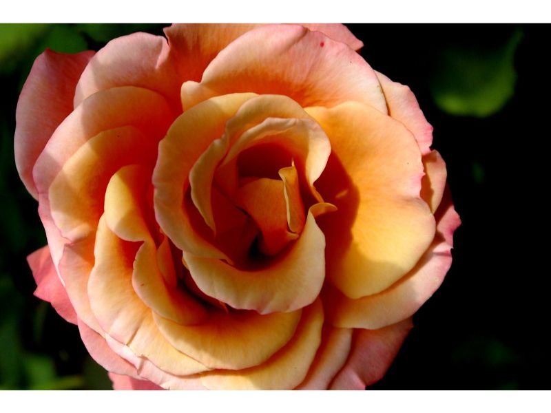 Rosa ‘Cherry Brandy’ red tips yellow rose flower