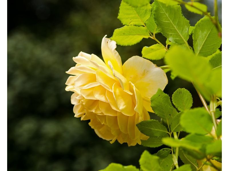 Rosa ‘Golden Celebration’ yellow rose bushes 