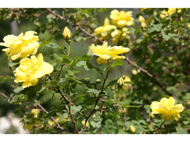 Rosa ‘Harrison’s Yellow rose shrub