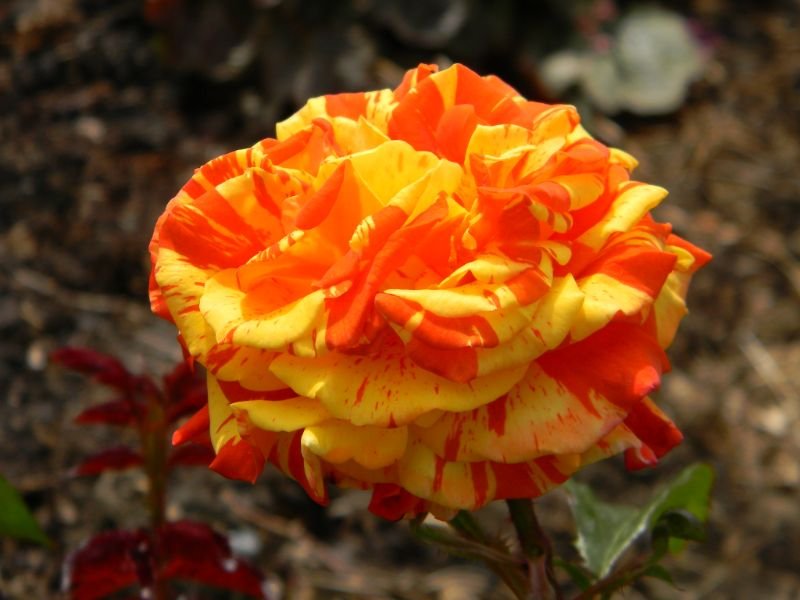 Rosa ‘Orange and Lemons’