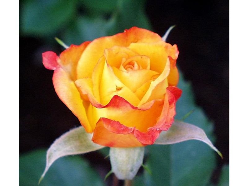 Rosa ‘Rio Samba’ rose with red tips
