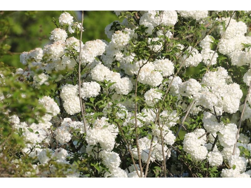 white flower with pom pom shape - Snowball bush