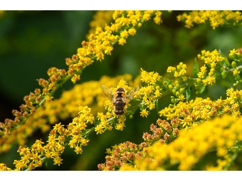 Solidago represent good fortune and encouragement for its sparkling color.