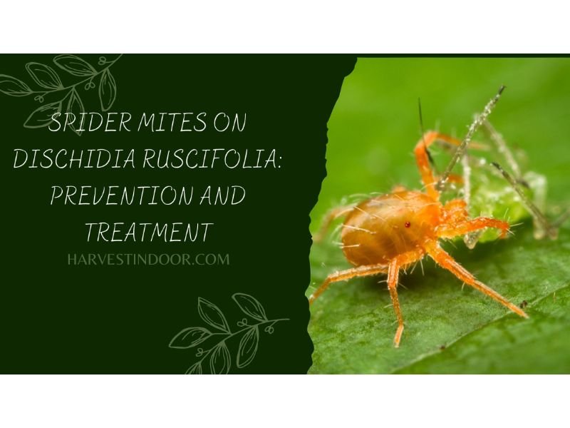 Spider Mites on Dischidia Ruscifolia Prevention and Treatment