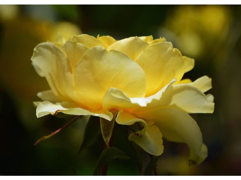 St. Patrick’s rose Yellow Rose shrubs