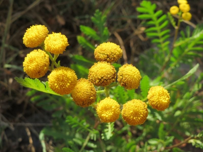 Tanacetum vulgare pompom shape flowers like ball