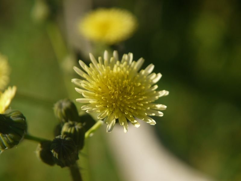 Tassel Flower 'Yellow Pygmy'