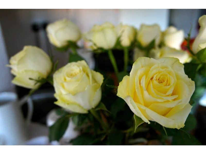 The Best Time To Give Yellow Roses To Your Partner