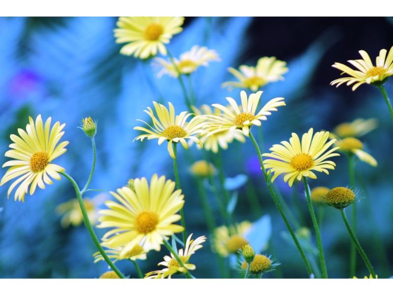 The Secrets To Yellow Daisy Meaning - Harvest Indoor