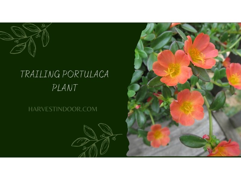 trailing-portulaca-plant-harvest-indoor