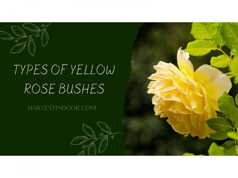 Types of Yellow Rose Bushes
