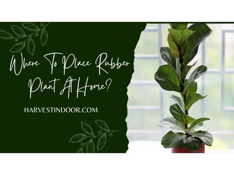 Where To Place A Rubber Plant At Home