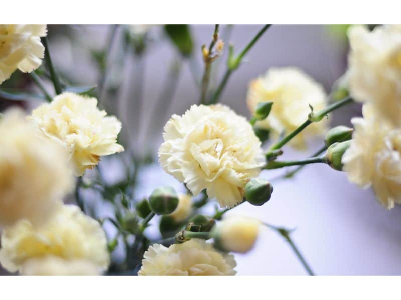 Yellow Carnation meaning for family members