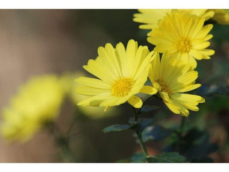 yellow China aster represents good luck as well as happiness