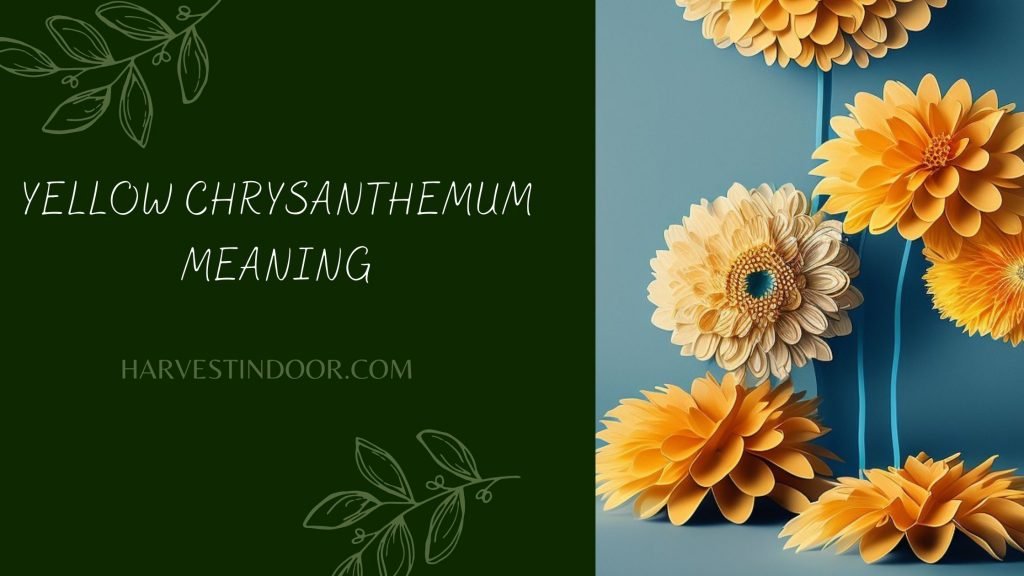 Yellow Chrysanthemum Meaning - Harvest Indoor