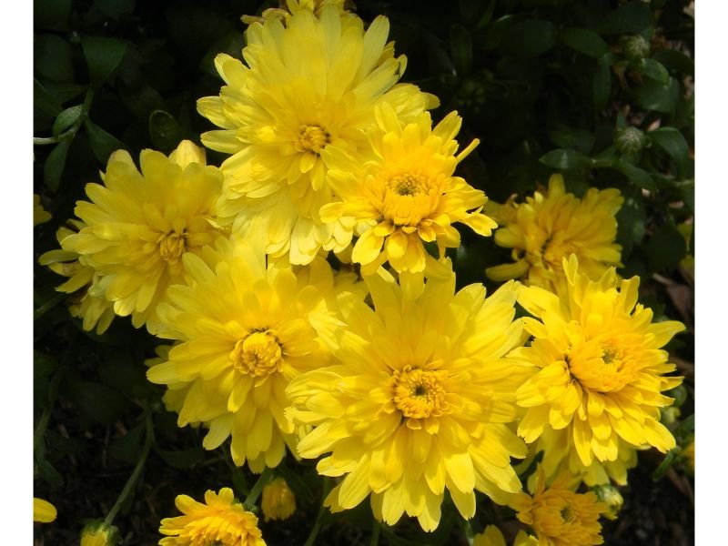 Yellow Chrysanthemum Meaning