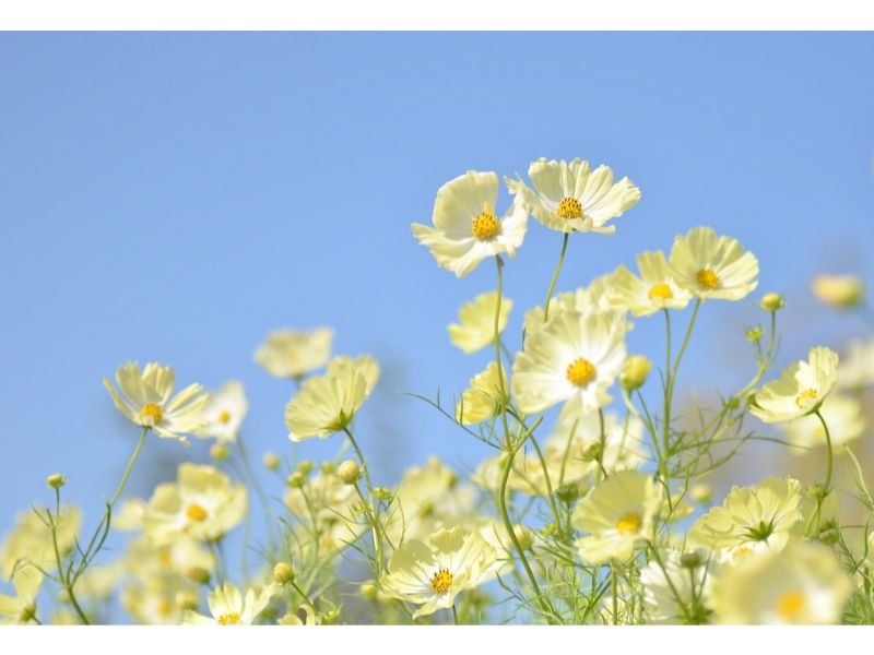 Yellow Cosmos flowers represent self-resilience, kindness, harmony in life, as well as friendship