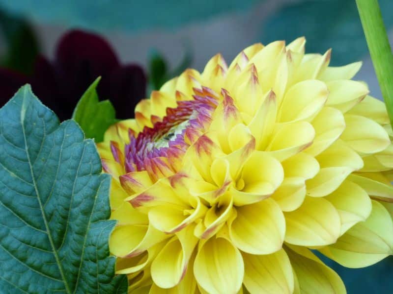 Yellow Dahlia bears the meaning of joy and happiness.