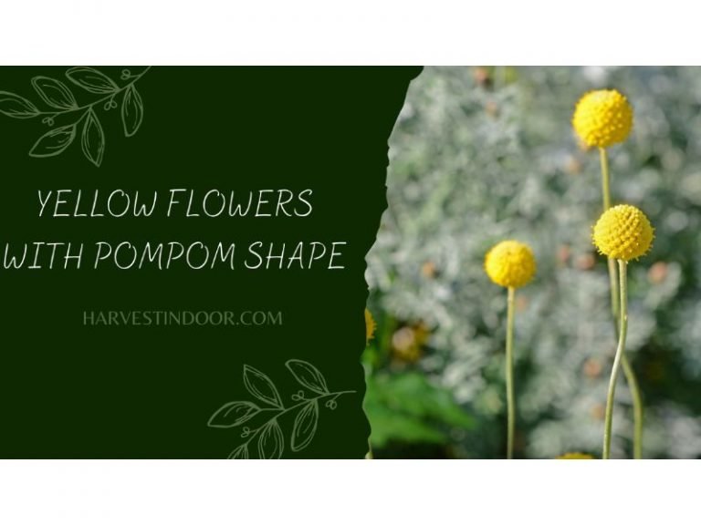 Yellow Flowers with Pompom Shape