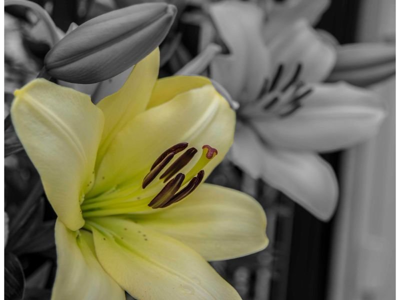 Yellow Lily Symbolism In Dreams