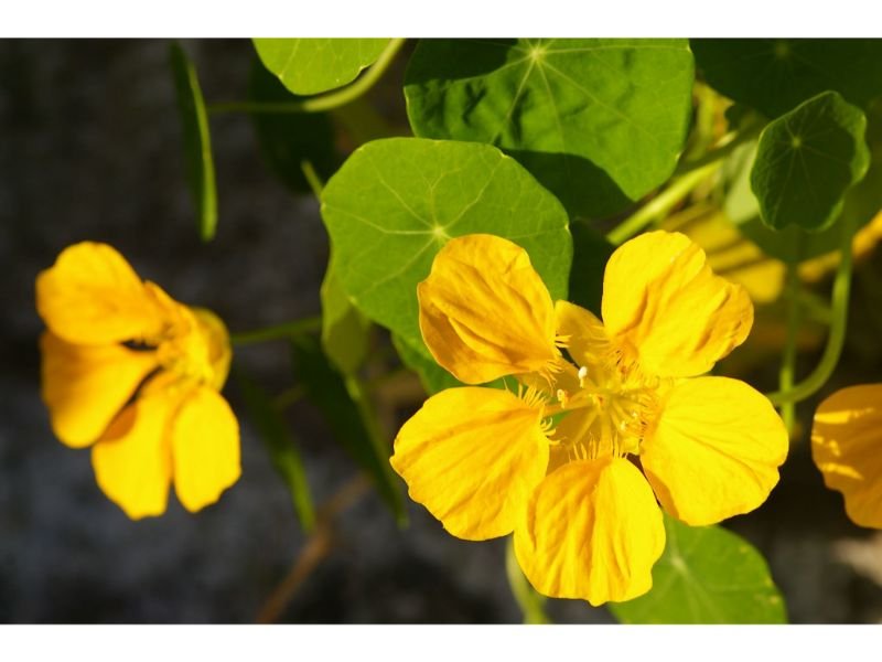 Nasturtiums, yellow flower for window boxes 