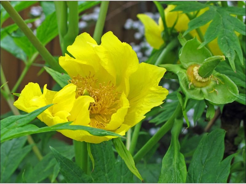 Yellow Peony meaning 