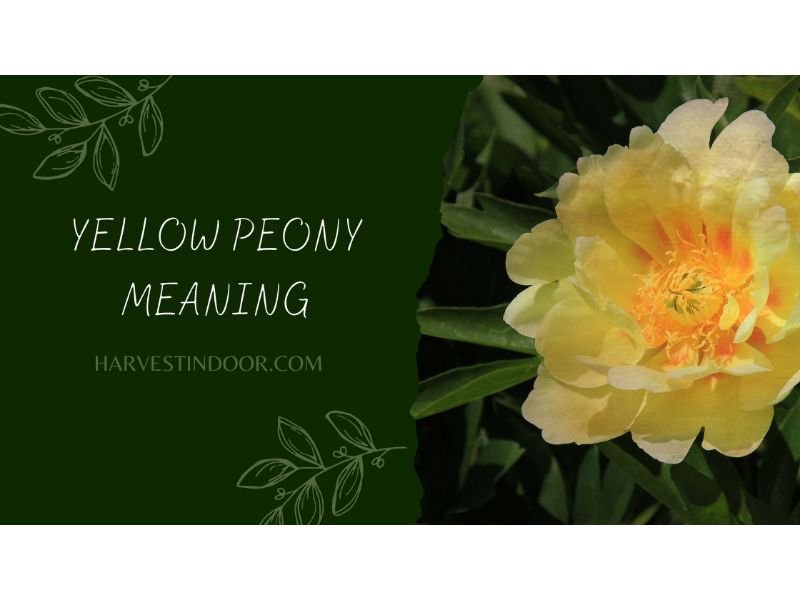 Yellow Peony Meaning