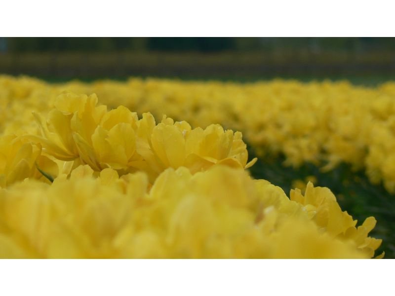 Yellow Peony's meaning 