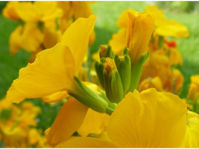 Yellow Wallflowers bring a sense of good luck and wish for good friendship in the language of flowers.