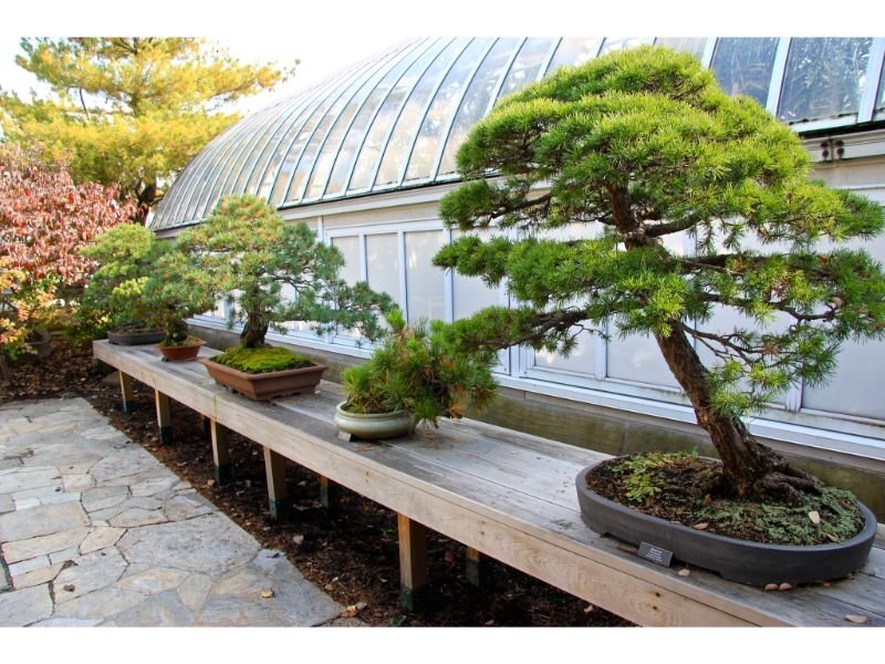 Small Japanese Garden Ideas with bonsai 
