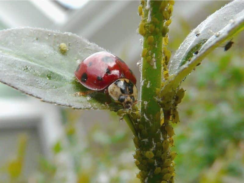 Ladybugs eat as many as 50 aphids 