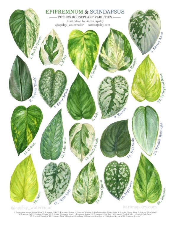 complete photos houseplant varieties leaves color and features 