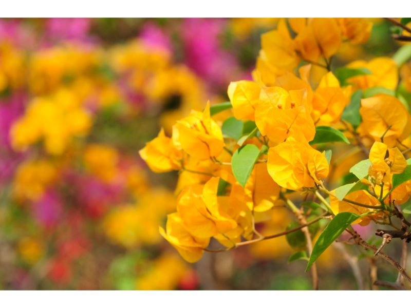 bougainvillea represents the symbolic way of welcoming new visitors