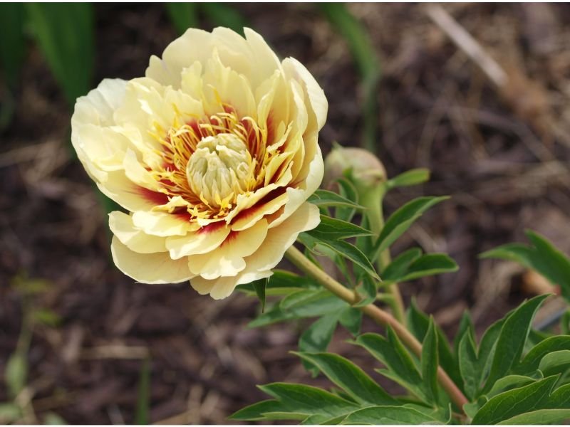 The yellow Itoh peonies