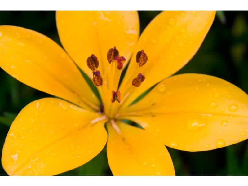 yellow lily meaning 