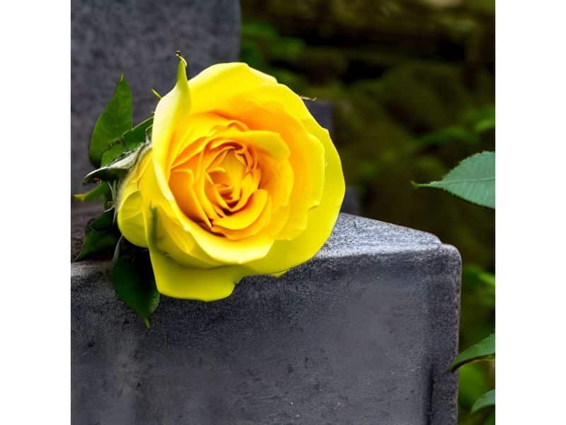 yellow rose on focus with a graveyard on the background