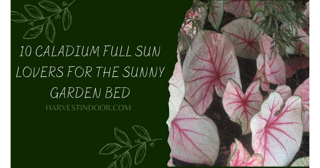 10 Caladium Full Sun Lovers for the Sunny Garden Bed