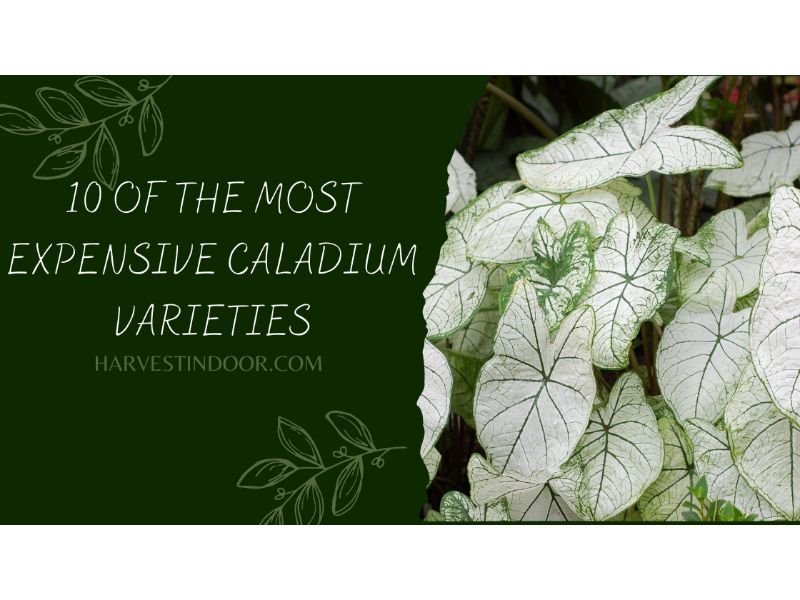 10 of the Most Expensive Caladium Varieties