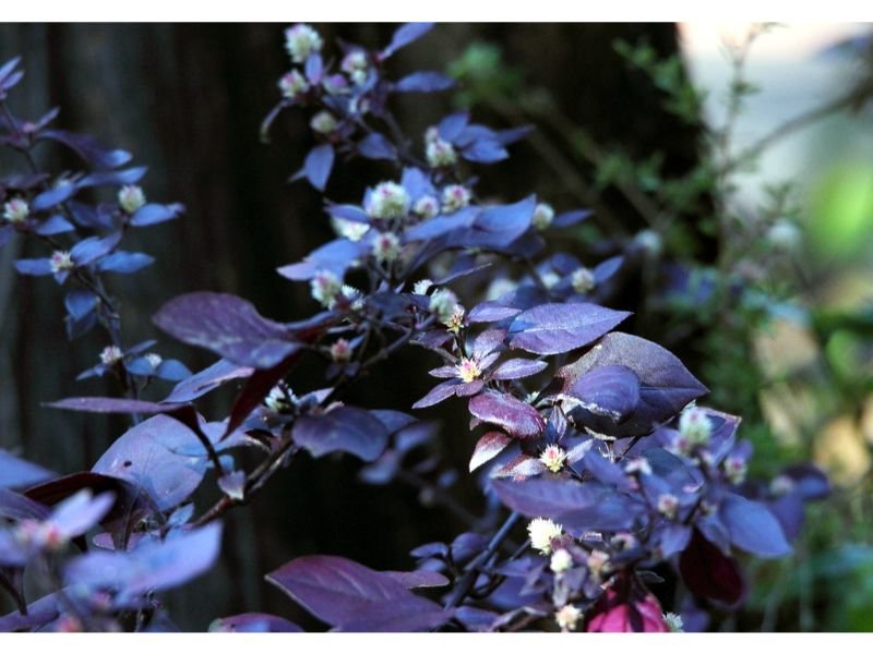 Alternanthera dentata - Perennials with Purple Leaves