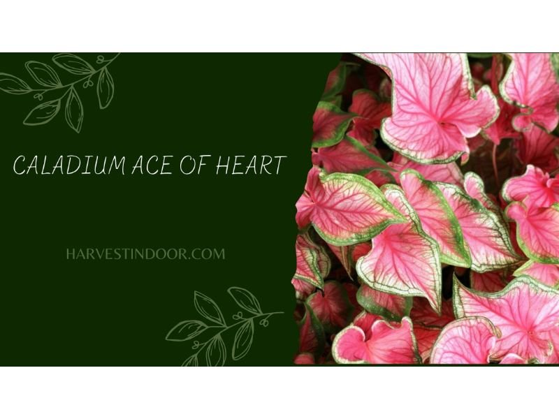One of the most stunning varieties is the Fancy-leaf Caladium, also known as the Caladium 'Ace of Hearts.'
