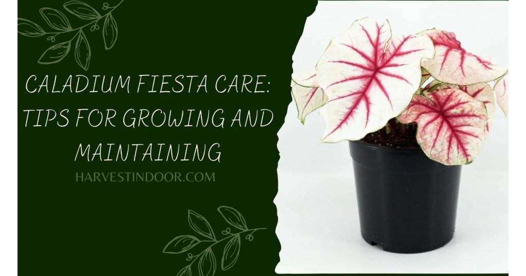 Caladium Fiesta Care Tips for Growing and Maintaining